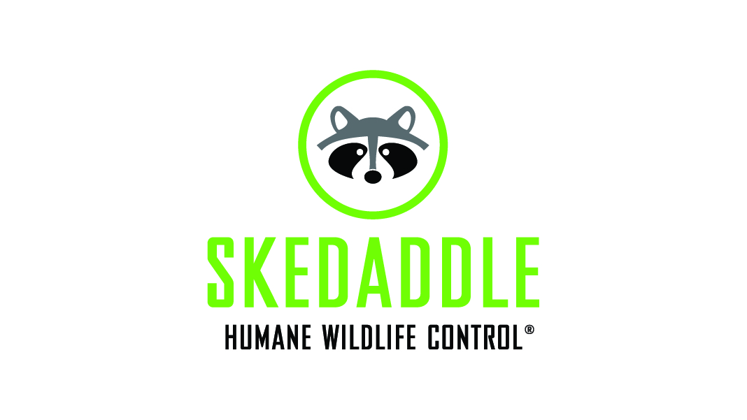 Skedaddle logo